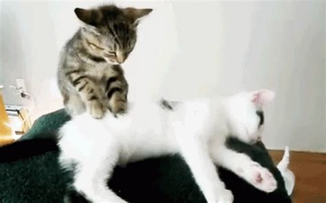 pussy massage gif|Best Free Massage Sex And NSFW Gif